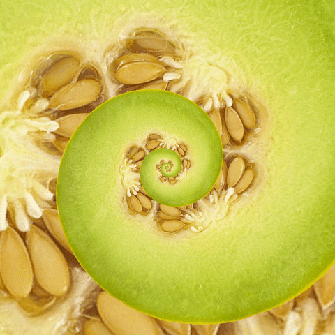 honeydew melon dessert GIF by Feliks Tomasz Konczakowski