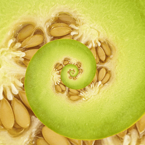 honeydew melon dessert GIF by Feliks Tomasz Konczakowski