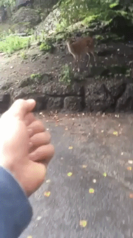 kibueno  GIF