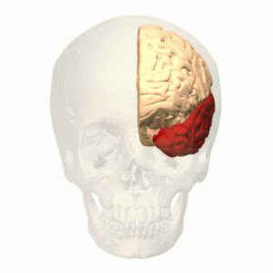 alzheimer brain cerebro neurologÃ­a neurologÃƒÂ­a GIF