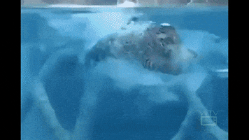 grumbledude pool swimming pussy wet GIF