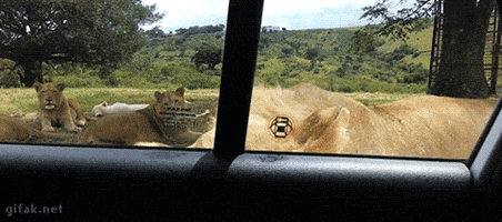 giflinecom  GIF