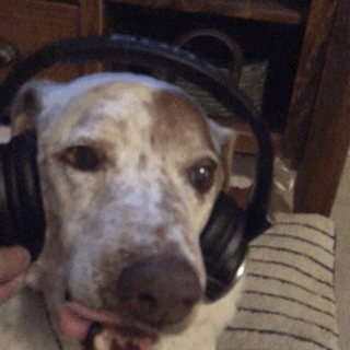 dreweastmead dog headphones singing dj dog GIF