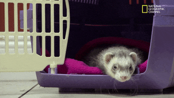 Nat Geo Wild Pets GIF by Dr. K's Exotic Animal ER Nat Geo Wild Pets GIF by Dr. K's Exotic Animal ER