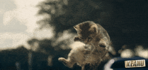 Cat Flying GIF by Keanu Movie