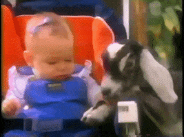 Video gif. Black and white colored baby goat snuggles with a baby in a chair wearing a purple bow and blue overalls.