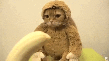 Monkey-animal GIFs - Get the best GIF on GIPHY