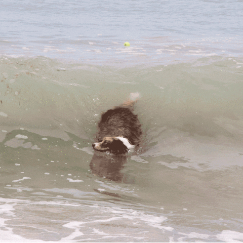 lenin rowdy the surfing border collie GIF