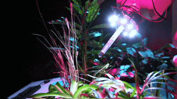 nuiselkie art music nature video GIF