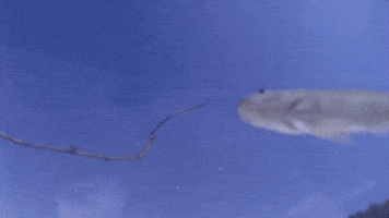 eucleciojosiasrodrigues  GIF