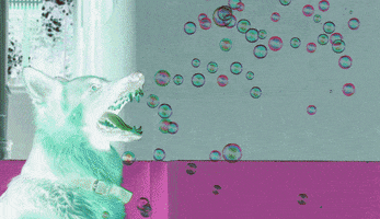 dog bubble GIF by A.M.T.G. G.G.