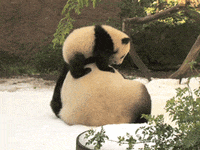 Baby Pandas Gifs Get The Best Gif On Giphy Baby Pandas Gifs Get The Best Gif On Giphy