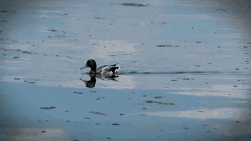 lake mendota duck GIF by uwmadison
