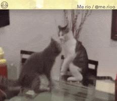 mirror  GIF