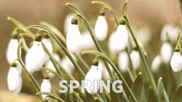 berlitzcorporation flower winter sun spring GIF