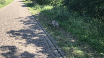 karengregory-cohen  GIF