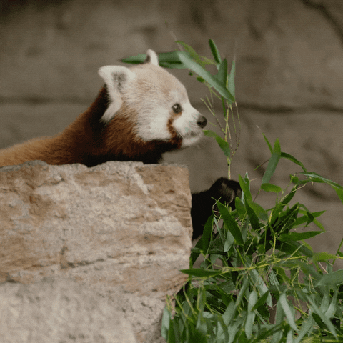 35+ Trends For Red Panda Cute Drawing Gif - Lee Dii