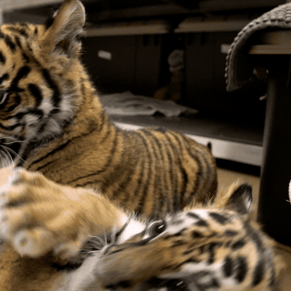 Baby Animals Love GIF by San Diego Zoo Find & Share on GIPHY