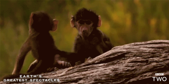 https://media1.giphy.com/media/xT9IgIeDh7DrlFXMNa/giphy.gif