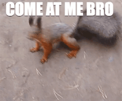 Squirrely meme gif