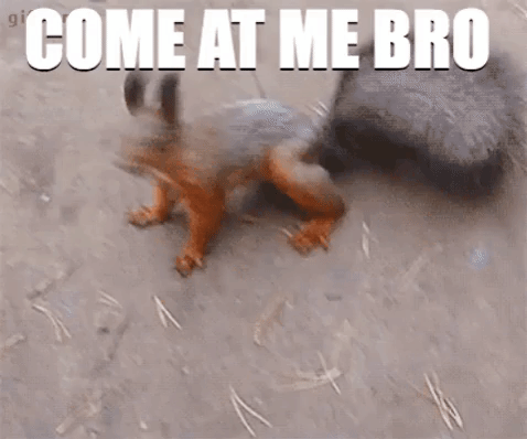 Squirrel Come At Me Bro GIF - Find & Share on GIPHY