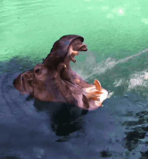 Video gif. Hippo sticks its head out of the water and opens its mouth wide.