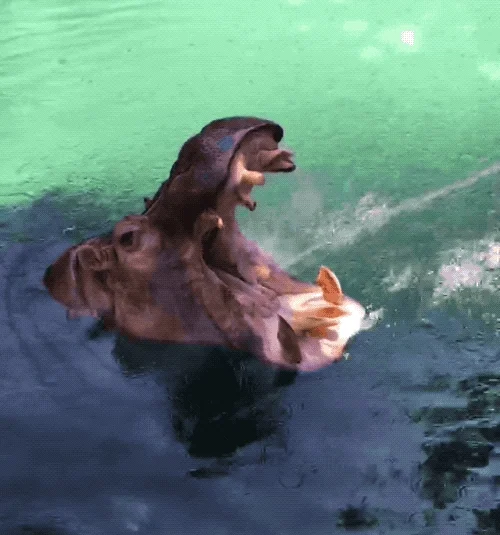 Happy San Diego GIF by San Diego Zoo Wildlife Alliance
