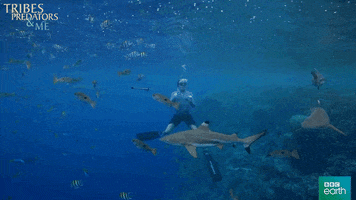 fish swim GIF by BBC Earth