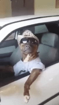 Dog Sunglasses GIF by ViralHog - Find & Share on GIPHY
