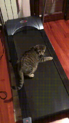 tobiasgallmetzer  GIF