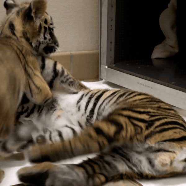 Baby Animals Love GIF by San Diego Zoo Find & Share on GIPHY