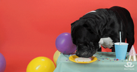 Happy-birthday-party-animal GIFs - Get the best GIF on GIPHY