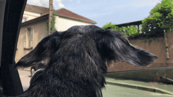 Donovandon  GIF