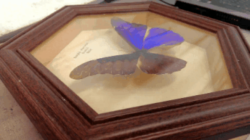 bentremain butterfly GIF