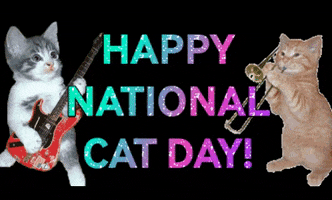 Cat Day GIF by Nebraska Humane Society
