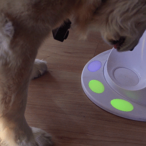 CleverPet  GIF