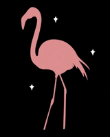 Pink Stars GIF by Helm Design Studio