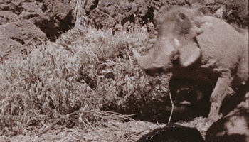 pig lol GIF by Chipotle Mexican Grill