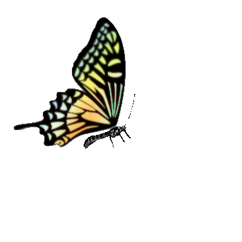 butterfly Sticker by Arata