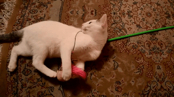 Cat GIF