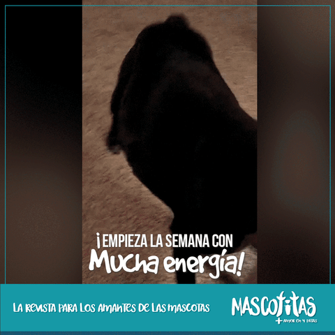 GIF by Revista Mascotitas 