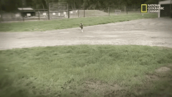 the incredible dr pol season 12 episode 6 GIF by Nat Geo Wild 