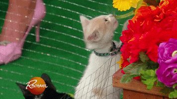 adopt north shore animal league GIF by Rachael Ray Show