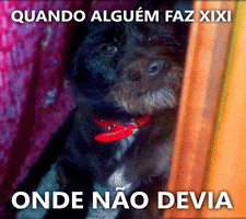 viselaba dog rocky pee cao GIF