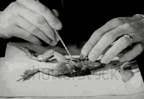 lateral arte lateral tertulia diseccion GIF