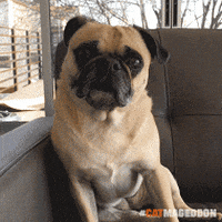surprised dog GIF by truth