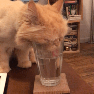 Cat-drinking-water GIFs - Get the best GIF on GIPHY