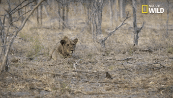 big cat week battle for the pride GIF by Nat Geo Wild 