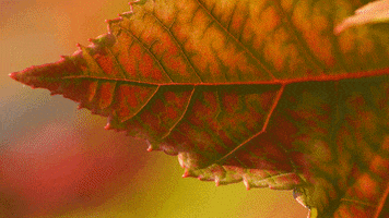 autumn leaves animation GIF by Kitsune Kowai