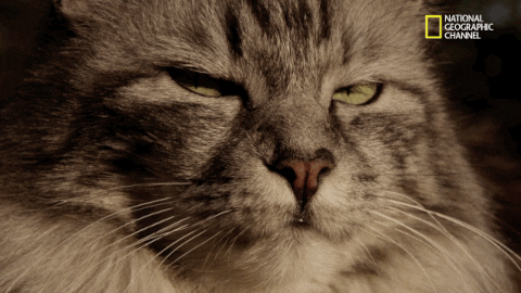 National Geographic Cat GIF by Nat Geo Wild